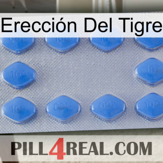 Erección Del Tigre 21